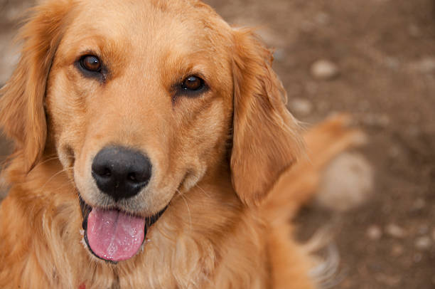 istock Golden Retriever Puppy Smiles at the Camera 467990326