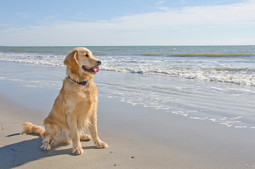 A Golden Retriever puppy enjoys his first visit to the beach.  He is shown smiling at the oceanwith the surf crashing behind him.  There is plenty of copy space available.