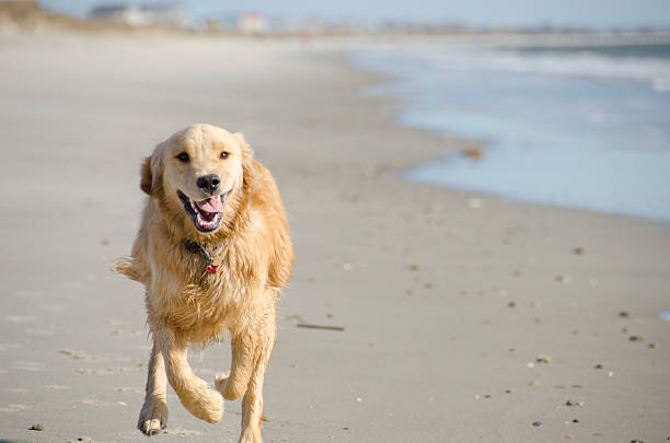 istock Golden Retriever Puppy Runs Along the Beach 467990340