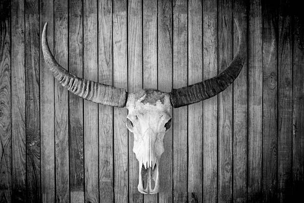 istock Buffalo skull on wooden wall 467990738
