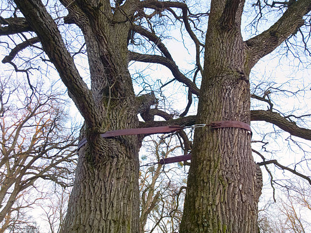 drzewo na tle nieba. - mobilestock horizontal branch tree trunk zdjęcia i obrazy z banku zdjęć