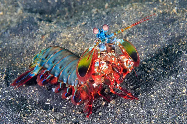 Photo of Peacock Mantis Shrimp