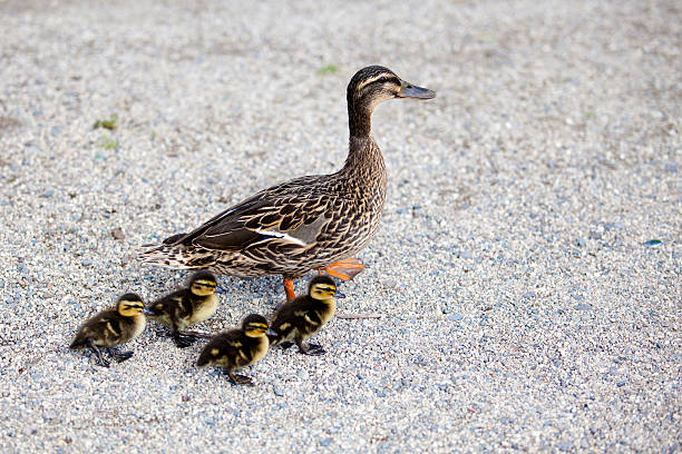 istock Family of ducks 467994669