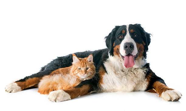 bernese moutain dog and cat portrait of a purebred bernese mountain dog and maine coon cat in front of white background guard dog photos stock pictures, royalty-free photos & images