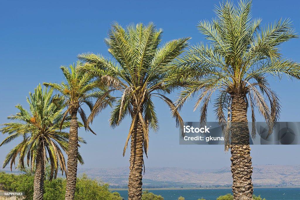 Data Palms - Foto de stock de Agricultura royalty-free