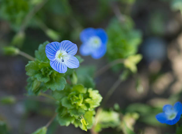 istock small blue flowers of forget-me-not 467997484