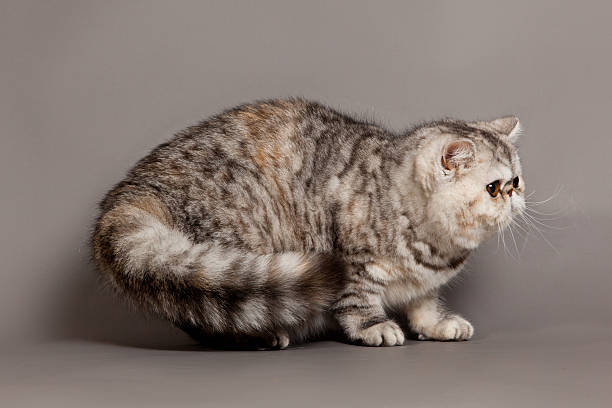 istock Exotic shorthair cat.  persian cat on grey background 467998739
