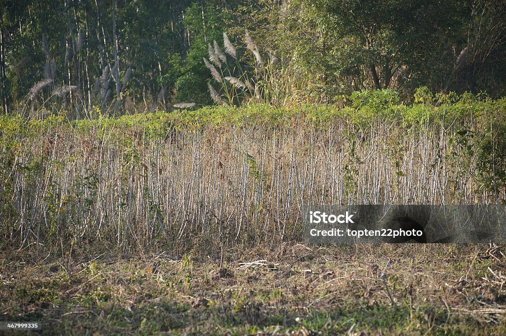 Fila de árbol de yuca. - Foto de stock de Agricultura libre de derechos