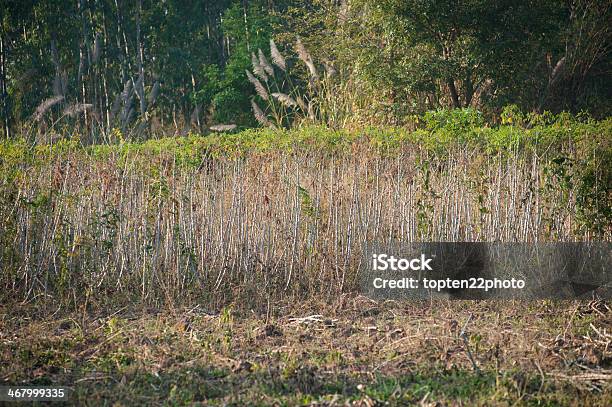 Linha De Mandioca Árvore - Fotografias de stock e mais imagens de Agricultura - Agricultura, Ao Ar Livre, Biologia