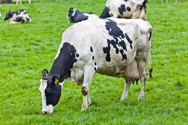 istock Cows grazing on a green meadow 468003493