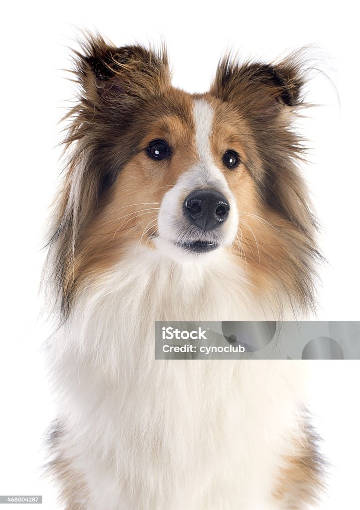 shetland-Hund - Lizenzfrei Braun Stock-Foto