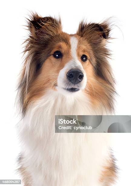 Shetlandhund Stockfoto und mehr Bilder von Braun - Braun, Collie, Einzelnes Tier
