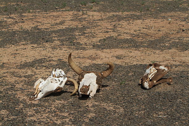 pferde und kuhschädel in der wüste 고비 - animal skull drought animal bone dry 뉴스 사진 이미지
