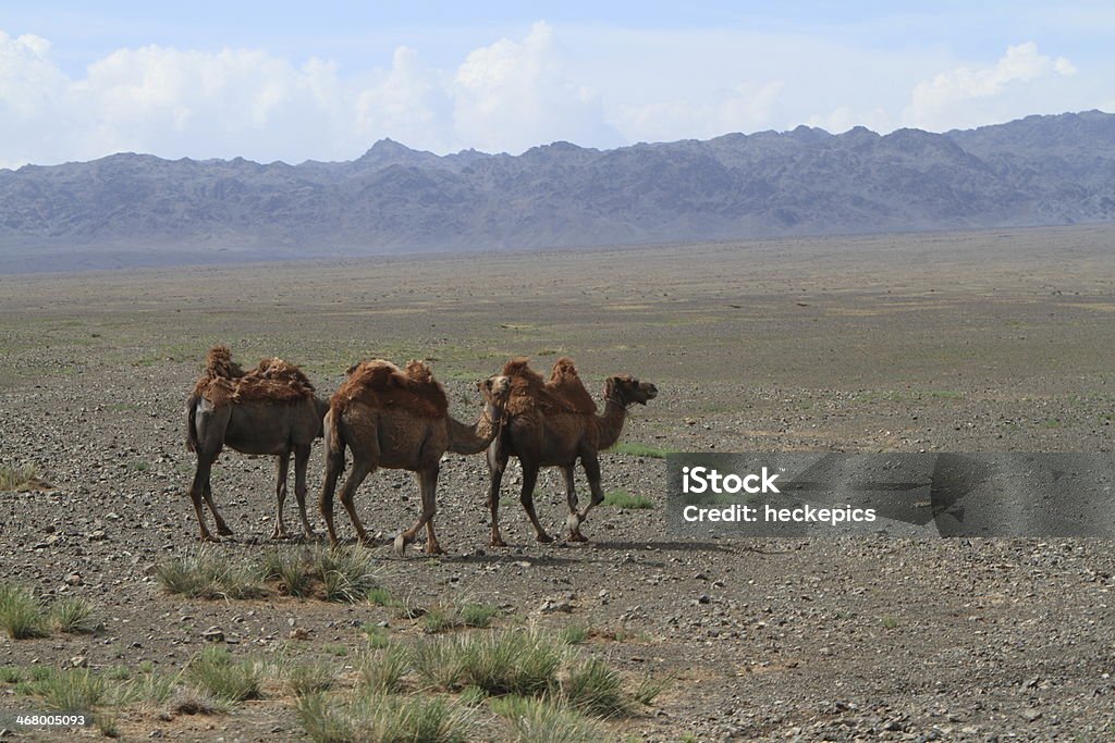 Kamele em der mongolischen Estepe - Royalty-free Ao Ar Livre Foto de stock