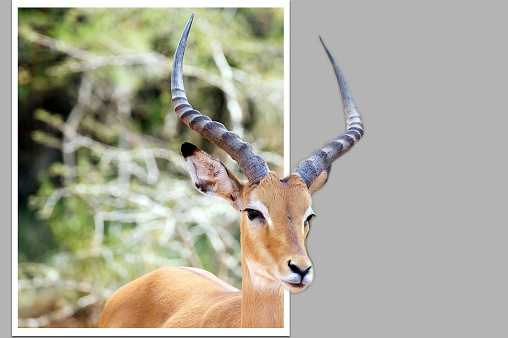 Impala ((Aepyceros melampus) out of bound