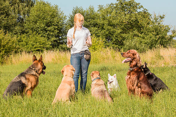 Dog trainer teaching dogs A group of dogs listen to the commands of the dog trainer pomeranian pets mammal small stock pictures, royalty-free photos & images