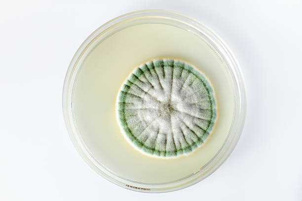 crecimiento de un hongo en placa aislado - penicillium fotografías e imágenes de stock