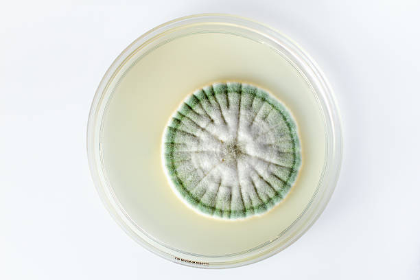 рост грибы в plate isolated - environment bacterium research dishware стоковые фото и изображения