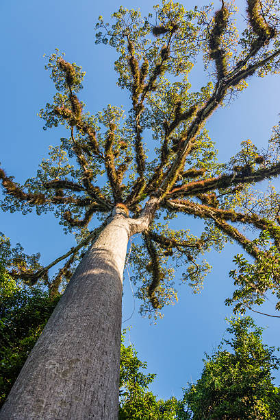 istock Tropical Jungle Forest, traveling through Tikal Park, Guatemala 468008964