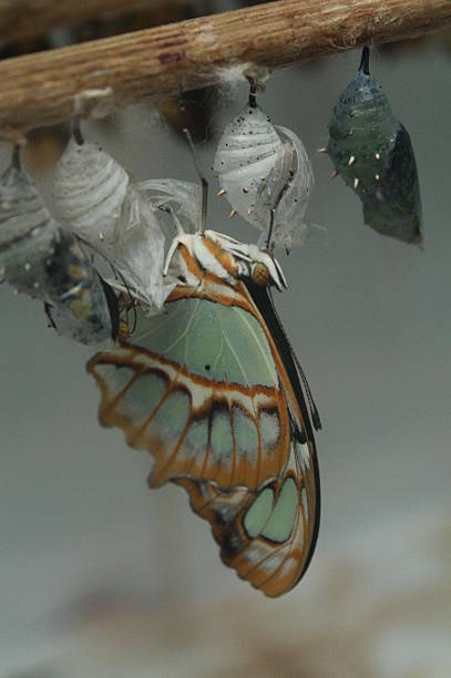 istock Butterfly coming out of its chrysalis. 468010242