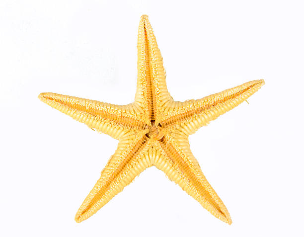 Starfish stock photo