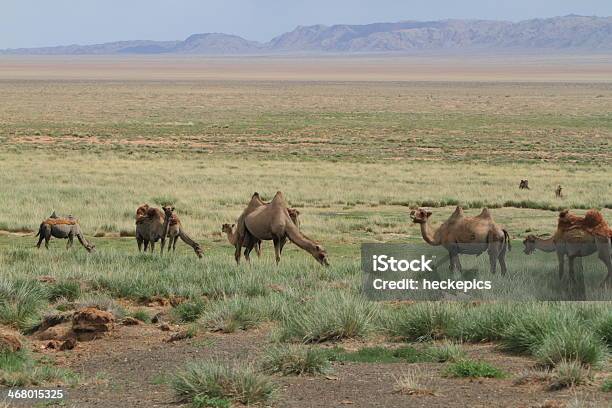 Foto de Kamele In Der Mongolischendasestepes e mais fotos de stock de Camelo - Camelo, Camelo - Camelídeos, Caravana de Camelos