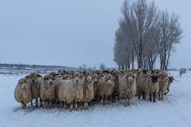 istock flock of sheep in winter 468016337