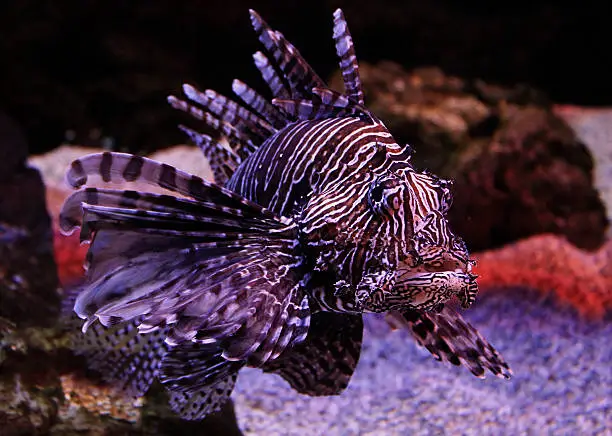 Photo of Scorpion fish lurking