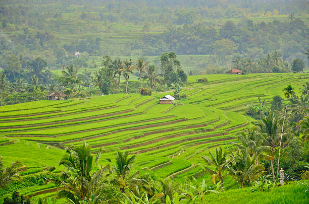 istock Bali - Jati Luwih Rice Terraces 468020251