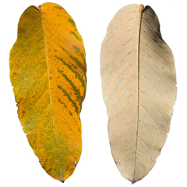 istock Front and back yellow leave, Shorea roxburg 468021703