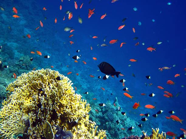 Coral reef stock photo