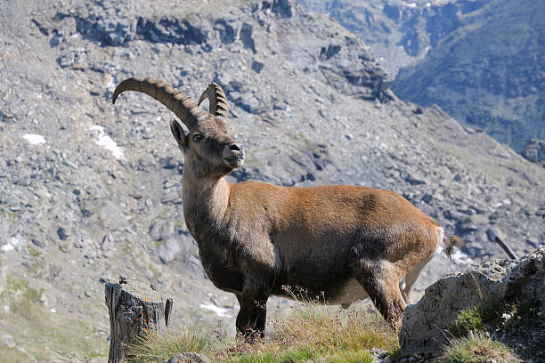 istock Alpine ibex - Capricorn - paint 468027215