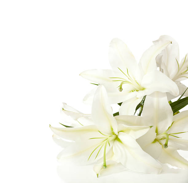 istock fragment of white lilies ' bunch 468027941