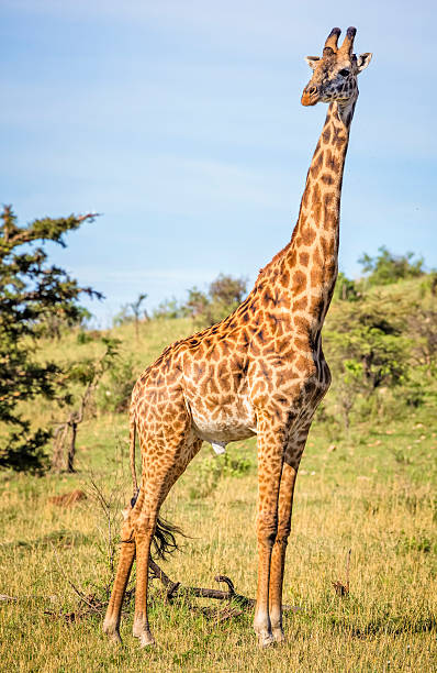 giraffa masai nel parco nazionale del serengeti, tanzania - masai giraffe foto e immagini stock