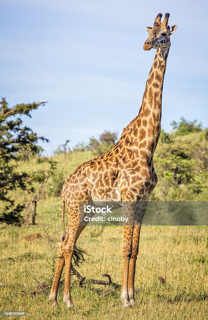 Masai Giraffe In Serengeti National Park Tanzania Stock Photo - Download  Image Now - Giraffe, Giraffe Print, Tanzania - iStock