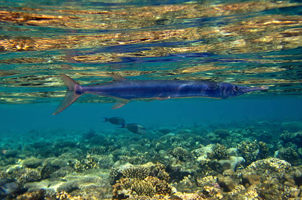 Houndfish 20+ Crocodile Needlefish Stock Photos, Pictures & Royalty-Free Images ...