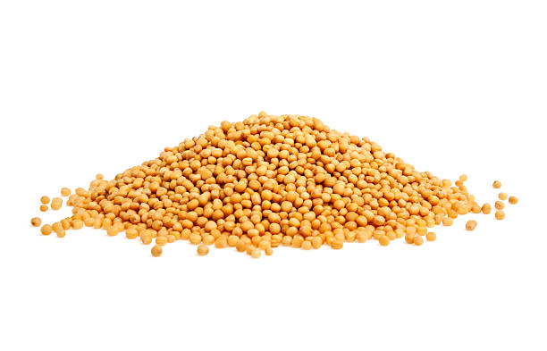 istock Yellow mustard seeds on a white background 468039552
