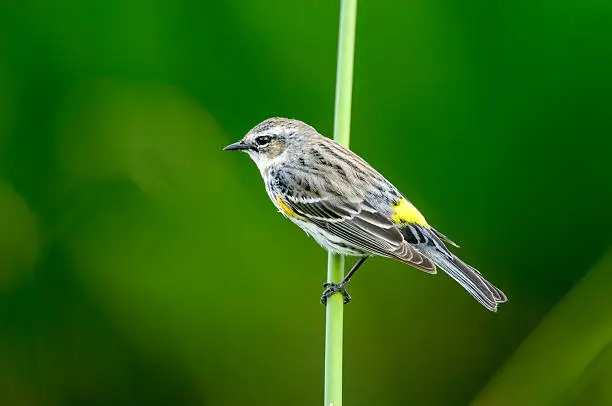 Photo of Yellow Rumped Warbler