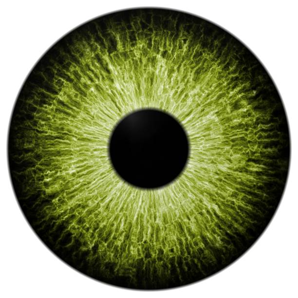 istock Strange animal eye with big colored iris, view into bulb 468040668