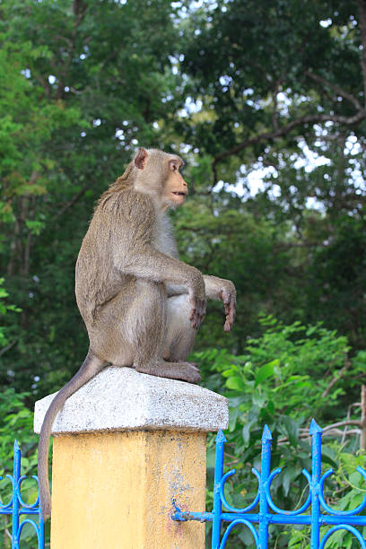 istock Sitting curious looking Monkeys in tropical Vietnam 468040724