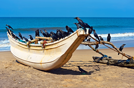 Ocean coast of Sri Lanka in the tropicsThe fishermen of Sri Lanka with a catch on the ocean coast