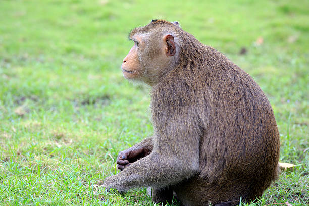 istock Sitting curious looking Monkeys in tropical Vietnam 468042236