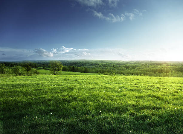 istock field of spring grass and forest 468042740