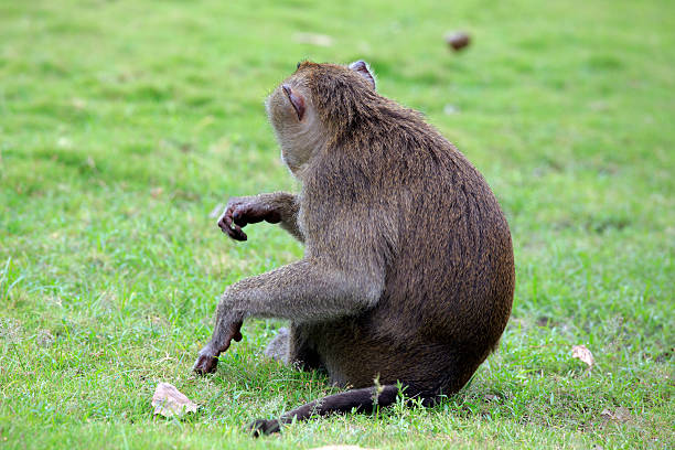 istock Sitting curious looking Monkeys in tropical Vietnam 468042792
