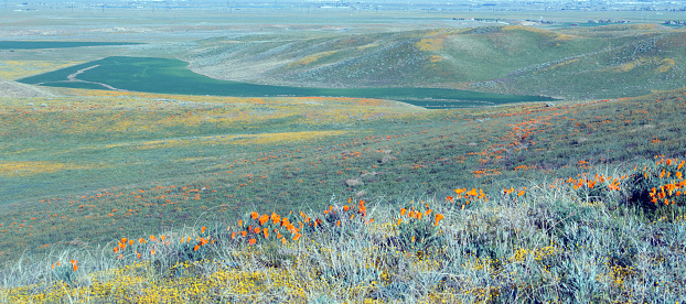 California Poppies in the springtime blossoming high desert hills of southern California USA near Lancaster CA