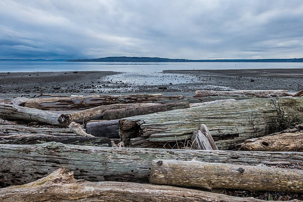 istock Serene Puget Sound At Low Tide - Normandy Park, Washington 468043796
