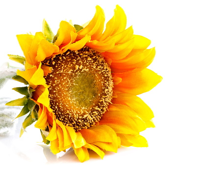 artificial sunflower isolated  on  white