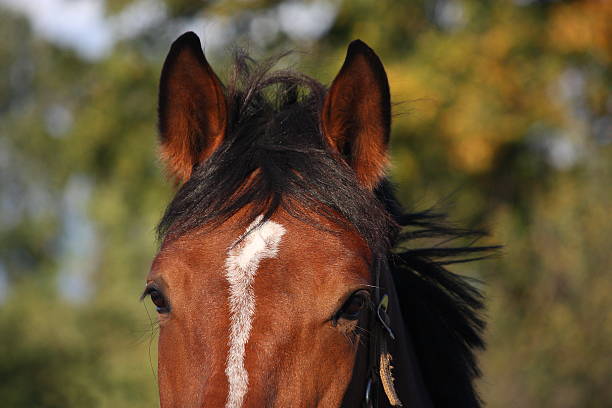 istock Brown horse head close up 468044420