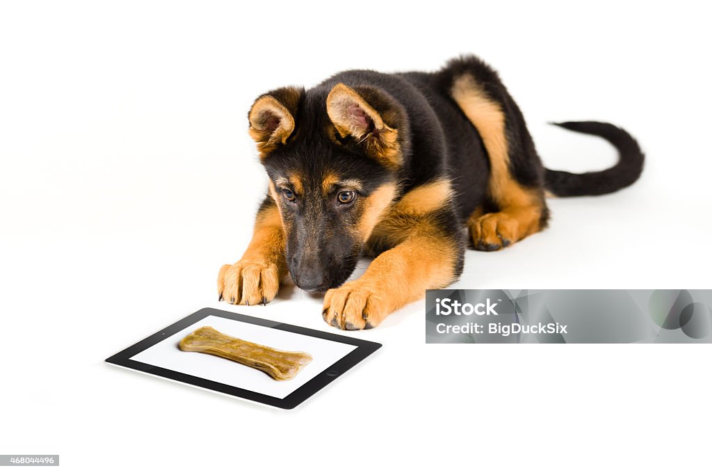 cute puppy dog german shepherd fooled by tablet computer cute and funny puppy dog (german shepherd) looking at a bone on a tablet computer. Dog Stock Photo
