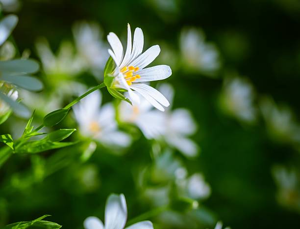 istock Chickweed blooming. White flowers background 468044628